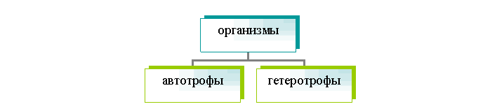 Способы питания удивительных бактерий
