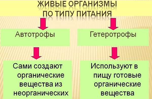 Царство бактерии (теория и практикум к экзамену по биологии)