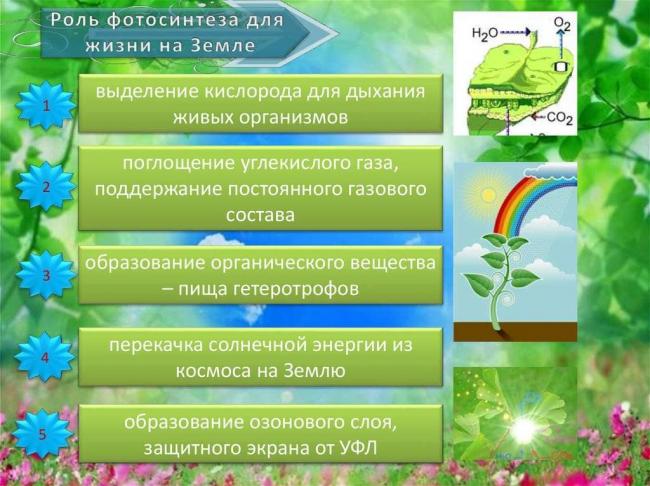 Тилакоидов - thylakoid - qwe.wiki