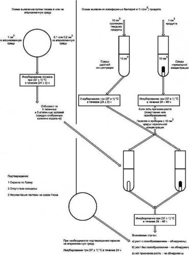 Исследование на бактерии группы кишечных палочек