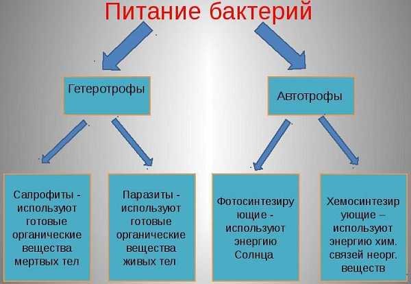 Принципы группирования молочнокислых бактерий-симбионтов человека