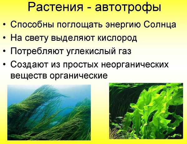 Тестовые задания - урок 7 - бактерии - растения. бактерии. грибы. лишайники - теоретический материал для подготовки к егэ