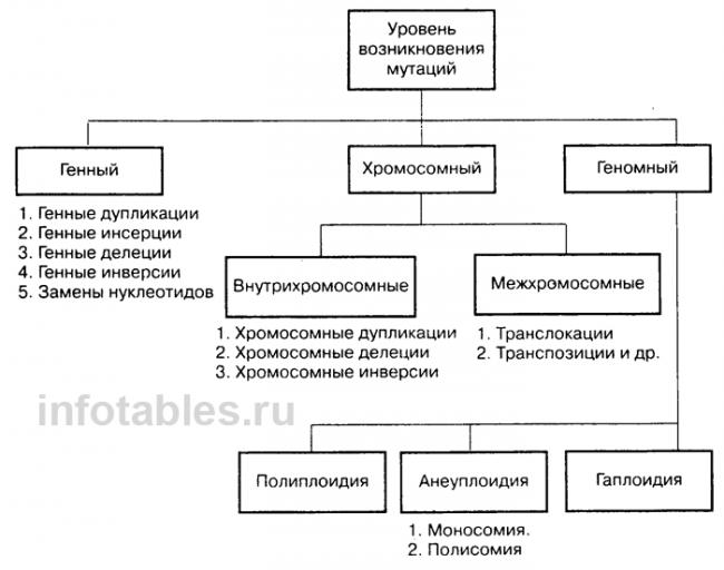 Виды мутаций. геномные и хромосомные мутации