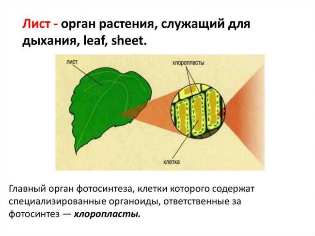 Разница между граной и тилакоидом