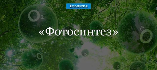 Тилакоид википедия