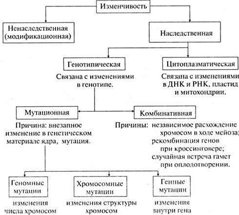 Мутагенез. мутагенные факторы