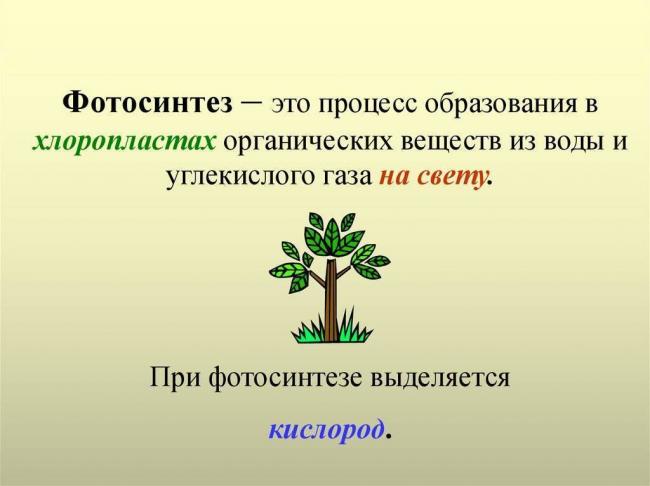 Тилакоид - функции тилакоидов