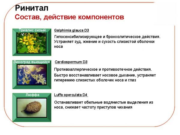 Ринитал: инструкция по применению и отзывы