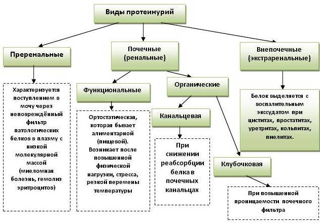 Анализ мочи на суточную протеинурию: как сдавать, понятие о норме и патологии, причины повышения белка