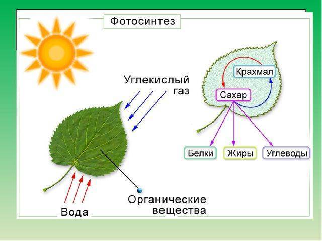 Тилакоид