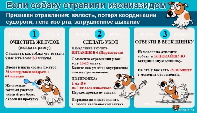 К чему приводит отравление изониазидом и как снять его последствия