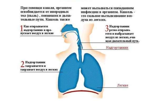 Лечение сильного кашля у взрослых народными средствами