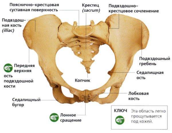 Отделы позвоночника человека за что отвечает каждый позвонок