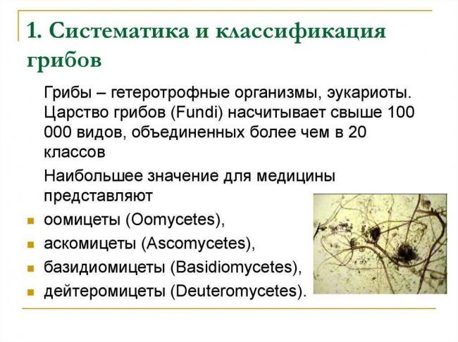Классификация мицелиальных грибов. характеристика некоторых представителей - грибы - микробиология учебное пособие - красникова л. в. - троицкий мост 2012