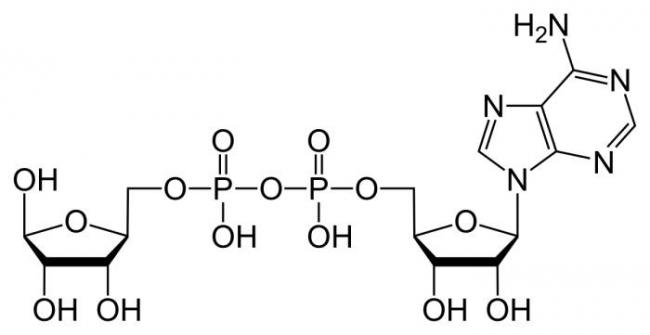 Аденозинтрифосфат - adenosine triphosphate - qwe.wiki
