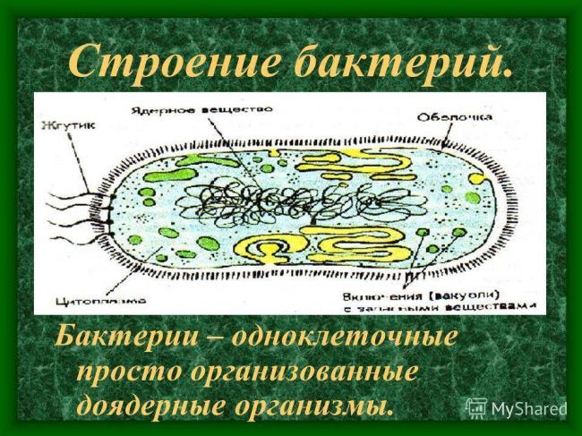 Урок биологии в 6 классе "распространение бактерий. значение бактерий в природе и жизни человека"