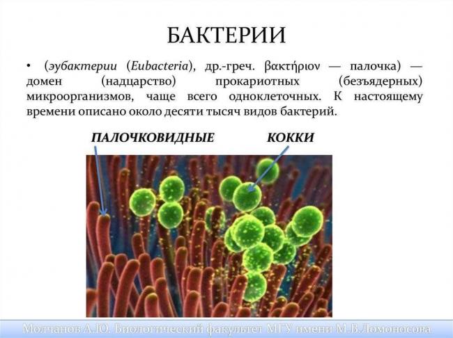 Особенности хемосинтеза бактерий