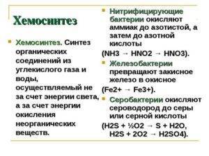 Где чаще обитают бактерии-хемосинтетики?