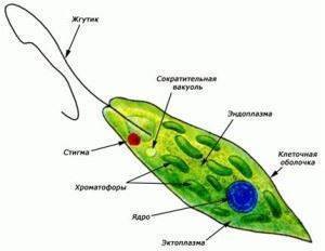 Тема: эвглена зелёная как простейшее, совмещающее признаки животных и растений. колониальные жгутиковые