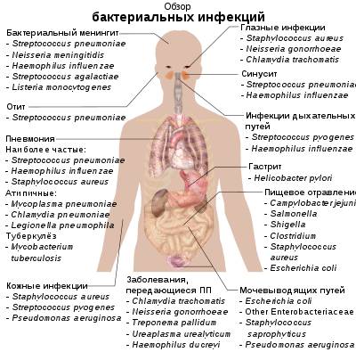 Какие есть формы бактериальной клетки и зачем микроорганизмам такое разнообразие?