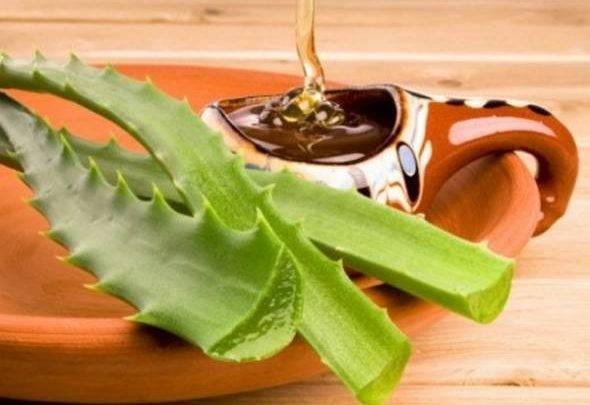 Алоэ с медом от кашля: рецепт приготовления в домашних условиях