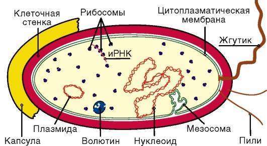 Внутрицитоплазматические включения у прокариот