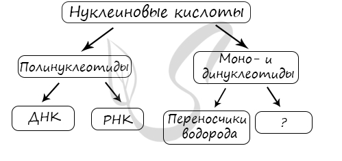 Метаболизм 2 цели урока: 1.формирование общих представлений о клеточном метаболизме и его биологическом значении. 2.развитие навыков самостоятельной работы. - презентация