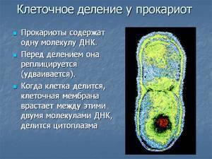 Тесты по биологии по теме "признаки эукариот и прокариот"