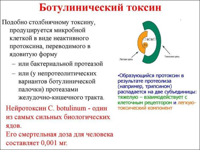 Жизнь на планете всем обязана анаэробным и аэробным бактериям
