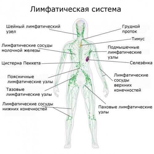 Лимфостаз - симптомы, лечение народными средствами