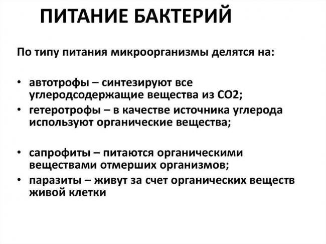 Бактерии-паразиты: виды и чем они опасны | все о паразитах