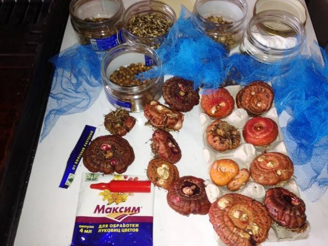 Препарат Максим