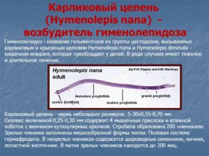 Карликовый цепень - возбудитель гименолепидоза