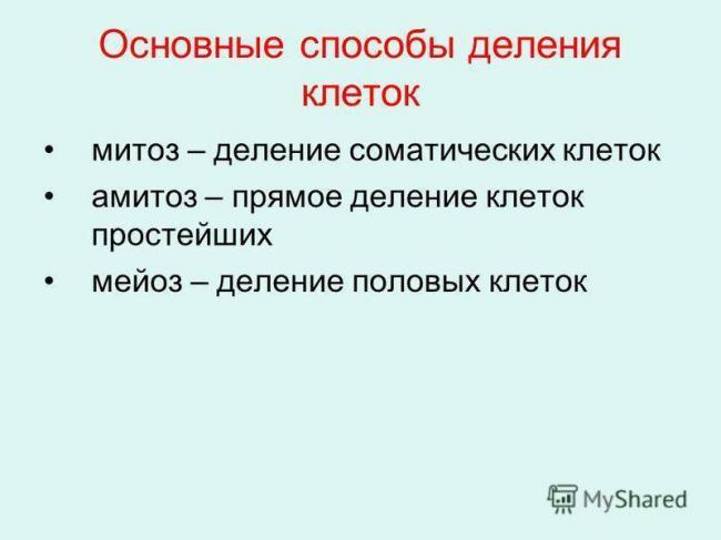 Что важно знать о болезнетворных бактериях, их разновидностях и способах питания