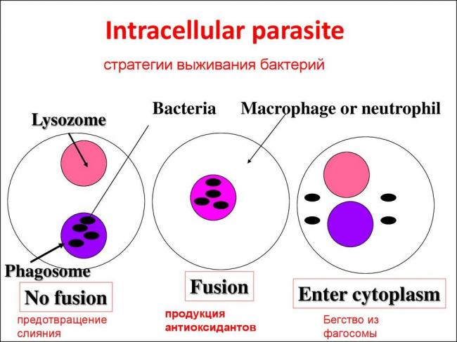 Питание