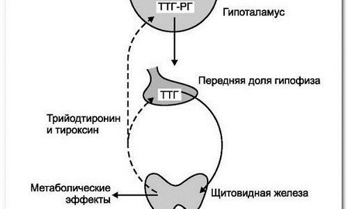 Всё о гормонах щитовидной железы