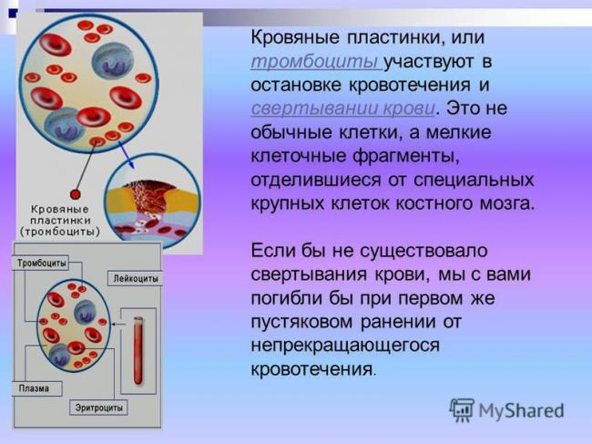 От анемии до тромбоцитов: 5 фактов о крови