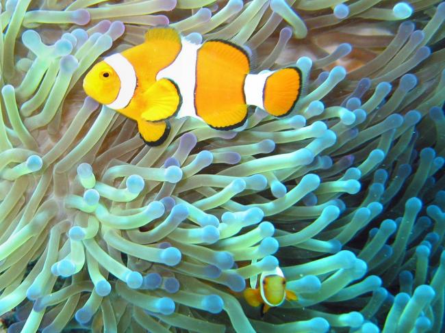 Симбиотические бактерии - symbiotic bacteria - qwe.wiki