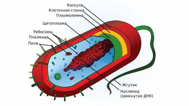 Какие организмы относятся к прокариотам