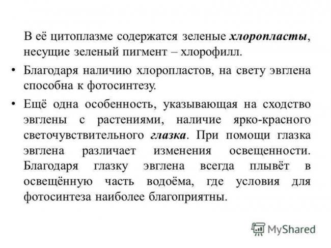 Секреты цветных бактерий: фотосинтез и его особенности