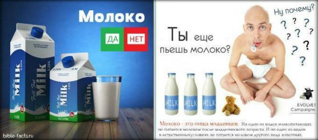Молочнокислые бактерии: виды, классификация, значение