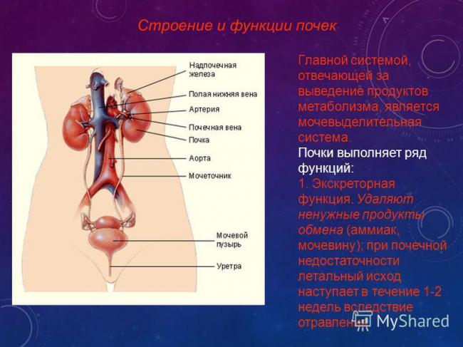Есть ли связь между пульсом и давлением и в чем она заключается
