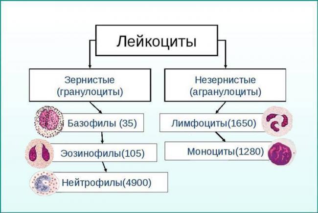 Причины появления и лечение бактериурии у ребенка