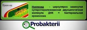 Имеют ли бактерии ядро, или особенности строения прокариотических клеток