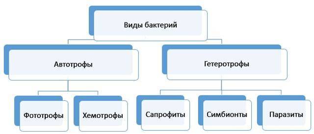 Бактерии такие разные: виды, формы, способы выживания