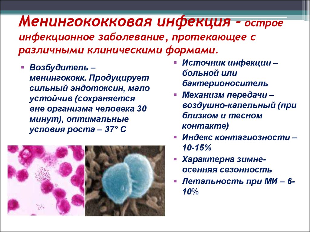 О менингококковой инфекции