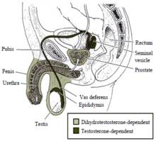 Синдром тернера - turner syndrome
