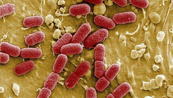 Escherichia coli 10/6 в моче