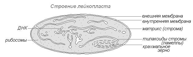 Строение клеток прокариот и эукариот