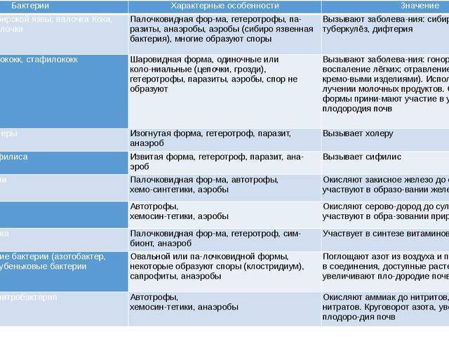 Польза и вред бактерий для человеческого организма